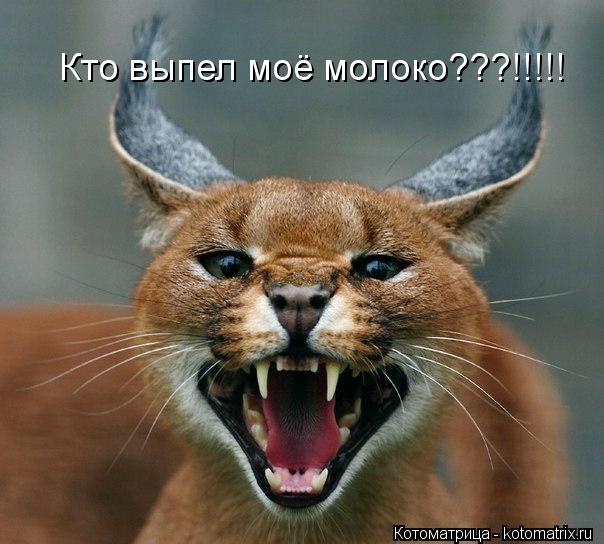 Кто выпел моё молоко???!!!!!... Котоматрица: Кто выпел моё молоко???!!!!!
