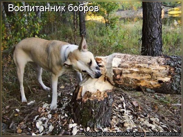 Воспитанник бобров... Котоматрица: Воспитанник бобров