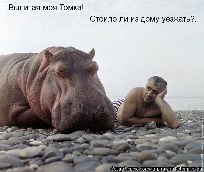 Вылитая моя Томка! Стоило ли из дому уезжать?..... Котоматрица: Вылитая моя Томка! Стоило ли из дому уезжать?..