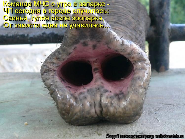 Команда МЧС с утра в запарке - ЧП сегодня в городе случилось: Свинья, гуляя возле зоопарка, От завист... Котоматрица: Команда МЧС с утра в запарке - ЧП сегодня в городе случилось: Свинья, гуляя возле зоопарка, От зависти едва не удавилась...