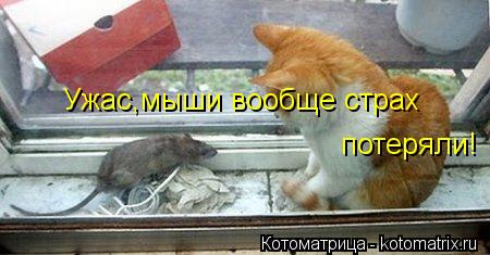 Ужас,мыши вообще страх потеряли!... Котоматрица: Ужас,мыши вообще страх потеряли!