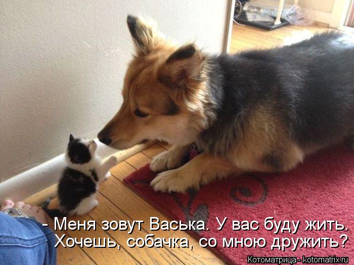 - Меня зовут Васька. У вас буду жить. Хочешь, собачка, со мною дружить?... Котоматрица: - Меня зовут Васька. У вас буду жить. Хочешь, собачка, со мною дружить?
