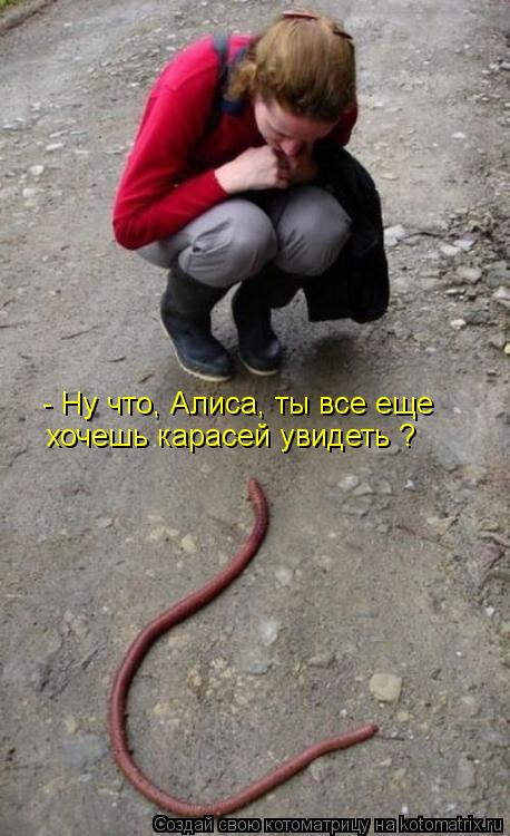 - Ну что, Алиса, ты все еще хочешь карасей увидеть ?... Котоматрица: - Ну что, Алиса, ты все еще хочешь карасей увидеть ?