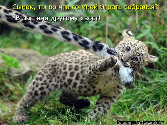 -Сынок, ты во что со мной играть собрался? -В растяни другому хвост!... Котоматрица: -Сынок, ты во что со мной играть собрался? -В растяни другому хвост!