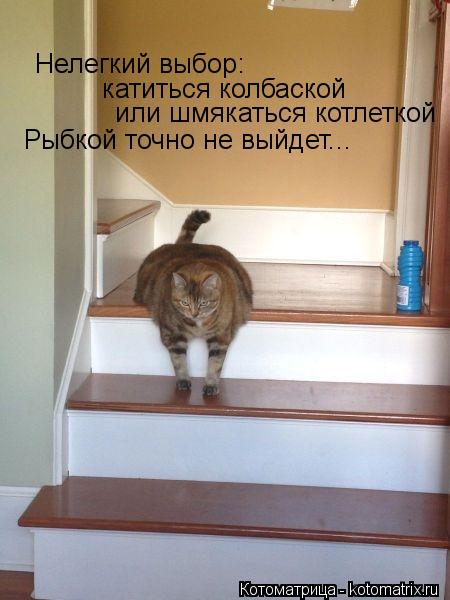 Котоматрица: Нелегкий выбор: катиться колбаской или шмякаться котлеткой Рыбкой точно не выйдет...