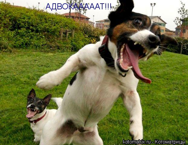 Котоматрица: АДВОКАААААТ!!!