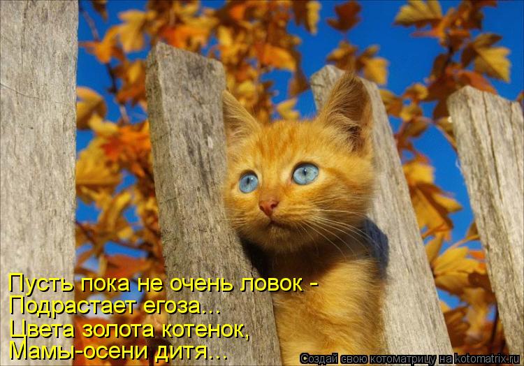 Пусть пока не очень ловок - Подрастает егоза... Цвета золота котенок, Мамы-осени дитя...... Котоматрица: Пусть пока не очень ловок - Подрастает егоза... Цвета золота котенок, Мамы-осени дитя...