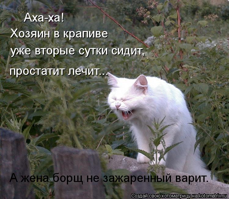 Аха-ха! Хозяин в крапиве уже вторые сутки сидит, простатит лечит... А жена борщ не зажаренный варит.... Котоматрица: Аха-ха! Хозяин в крапиве уже вторые сутки сидит, простатит лечит... А жена борщ не зажаренный варит.