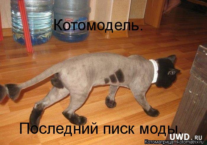 Котомодель. Последний писк моды.... Котоматрица: Котомодель. Последний писк моды.