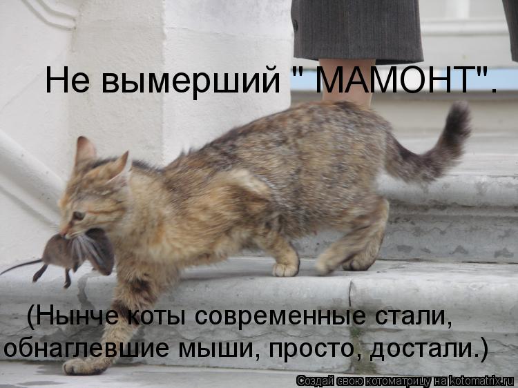 Не вымерший " МАМОНТ". (Нынче коты современные стали, обнаглевшие мыши, просто, достали.)... Котоматрица: Не вымерший " МАМОНТ". (Нынче коты современные стали, обнаглевшие мыши, просто, достали.)