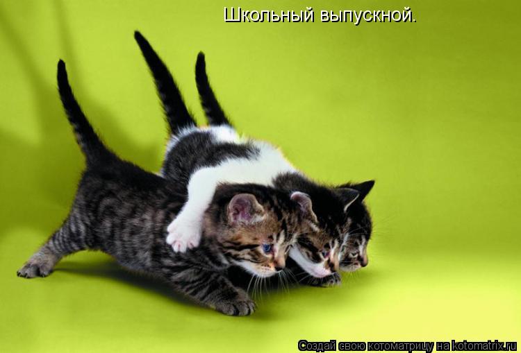 Школьный выпускной.... Котоматрица: Школьный выпускной.
