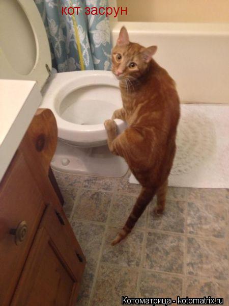 кот засрун... Котоматрица: кот засрун