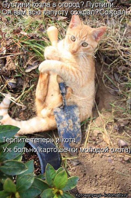 Он вам всю капусту сожрал? Сожрал... Терпите теперь и кота, Пустили козла в огород? Пустили... Уж бо... Котоматрица: Он вам всю капусту сожрал? Сожрал... Терпите теперь и кота, Пустили козла в огород? Пустили... Уж больно картошечки молодой охота)))