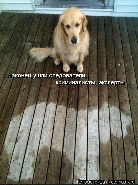 ...Наконец ушли следователи, криминалисты, эксперты...... Котоматрица: ...Наконец ушли следователи, криминалисты, эксперты...