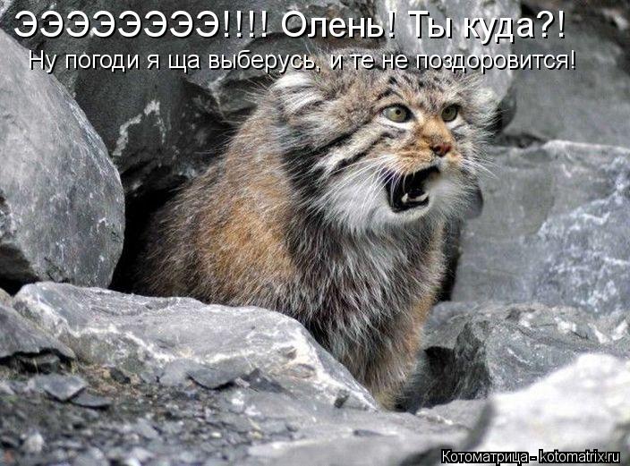 ЭЭЭЭЭЭЭЭ!!!! Олень! Ты куда?! Ну погоди я ща выберусь, и те не поздоровится!... Котоматрица: ЭЭЭЭЭЭЭЭ!!!! Олень! Ты куда?! Ну погоди я ща выберусь, и те не поздоровится!