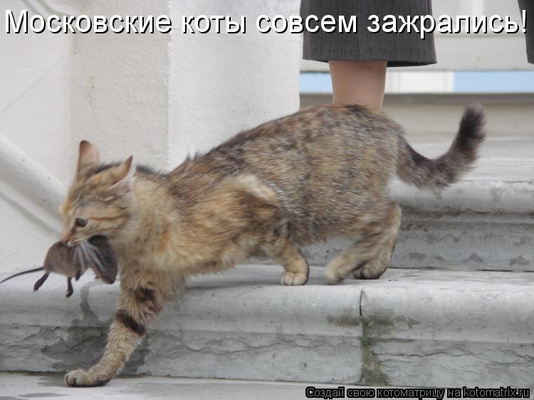 Московские коты совсем зажрались!... Котоматрица: Московские коты совсем зажрались!