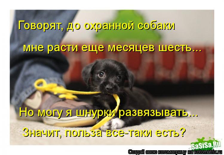 Но могу я шнурки развязывать... Значит, польза все-таки есть? Говорят, до охранной собаки мне расти ... Котоматрица: Но могу я шнурки развязывать... Значит, польза все-таки есть? Говорят, до охранной собаки мне расти еще месяцев шесть...