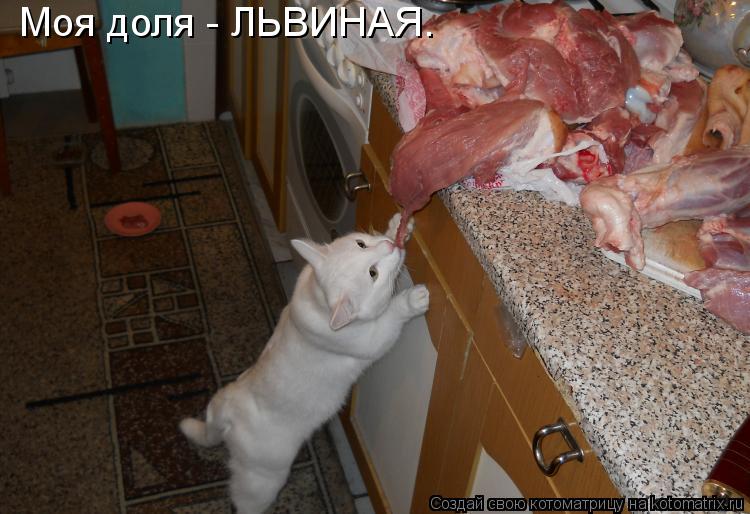 Моя доля - ЛЬВИНАЯ.... Котоматрица: Моя доля - ЛЬВИНАЯ.