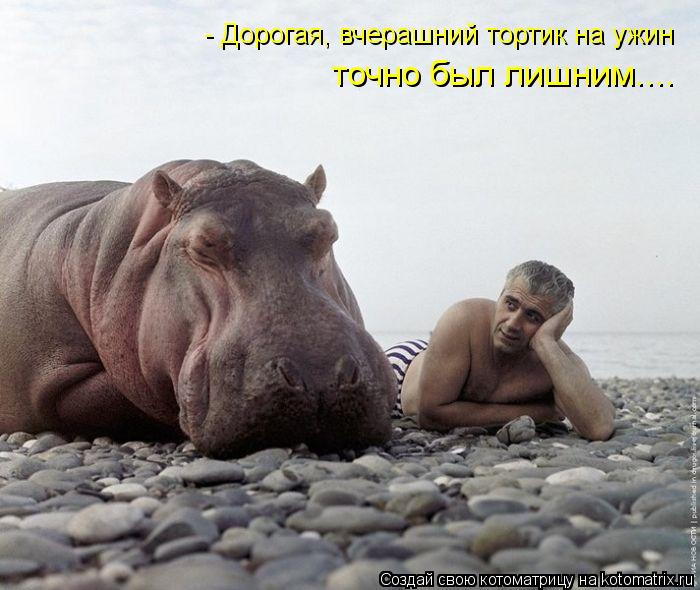 - Дорогая, вчерашний тортик на ужин точно был лишним....... Котоматрица: - Дорогая, вчерашний тортик на ужин точно был лишним....