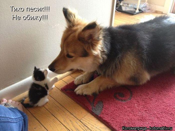 Тихо песик!!! Не обижу!!!... Котоматрица: Тихо песик!!! Не обижу!!!