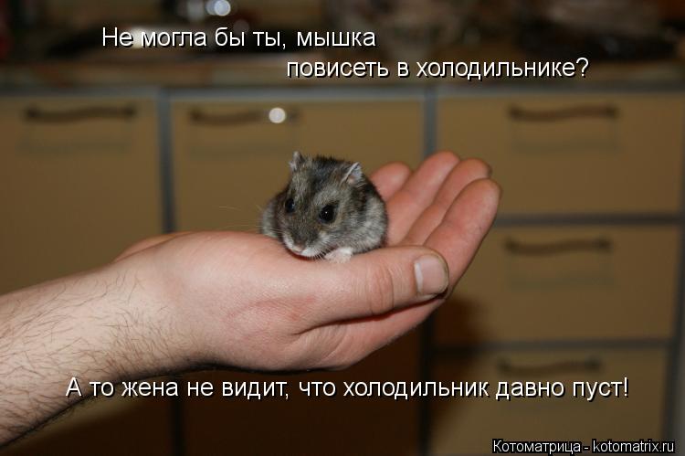 Не могла бы ты, мышка повисеть в холодильнике? А то жена не видит, что холодильник давно пуст!... Котоматрица: Не могла бы ты, мышка повисеть в холодильнике? А то жена не видит, что холодильник давно пуст!