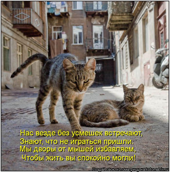 Мы дворы от мышей избавляем, Нас везде без усмешек встречают, Знают, что не играться пришли. Чтобы жи... Котоматрица: Мы дворы от мышей избавляем, Нас везде без усмешек встречают, Знают, что не играться пришли. Чтобы жить вы спокойно могли!