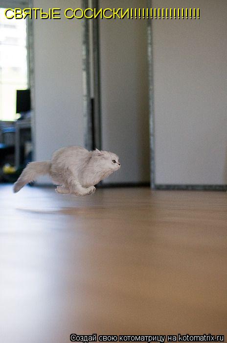 СВЯТЫЕ СОСИСКИ!!!!!!!!!!!!!!!!!!... Котоматрица: СВЯТЫЕ СОСИСКИ!!!!!!!!!!!!!!!!!!