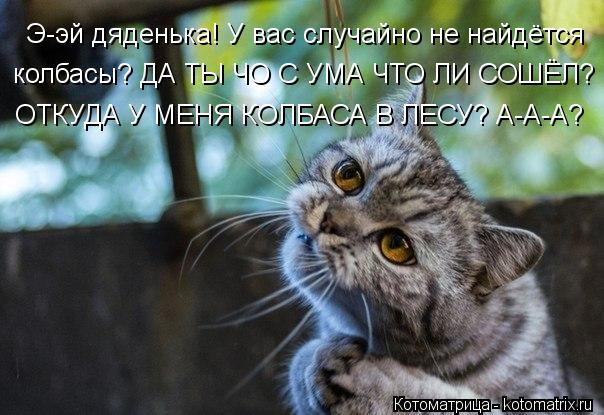 Э-эй дяденька! У вас случайно не найдётся колбасы? ДА ТЫ ЧО С УМА ЧТО ЛИ СОШЁЛ? ОТКУДА У МЕНЯ КОЛБАСА... Котоматрица: Э-эй дяденька! У вас случайно не найдётся колбасы? ДА ТЫ ЧО С УМА ЧТО ЛИ СОШЁЛ? ОТКУДА У МЕНЯ КОЛБАСА В ЛЕСУ? А-А-А?