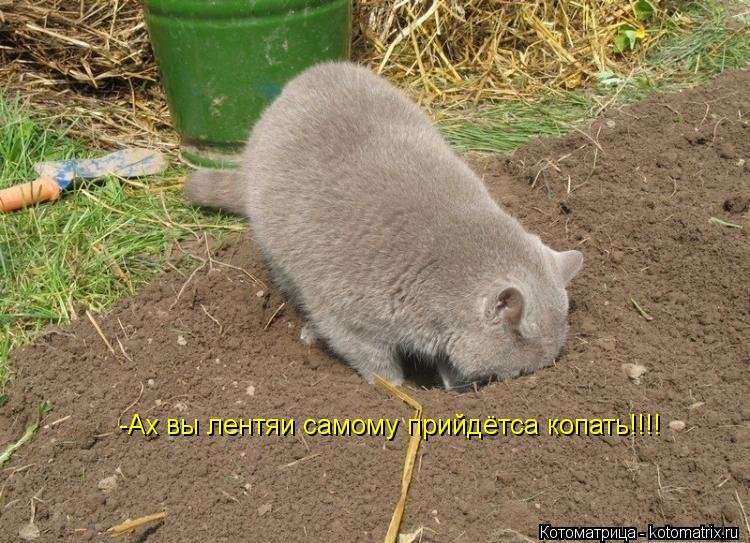 -Ах вы лентяи самому прийдётса копать!!!!... Котоматрица: -Ах вы лентяи самому прийдётса копать!!!!