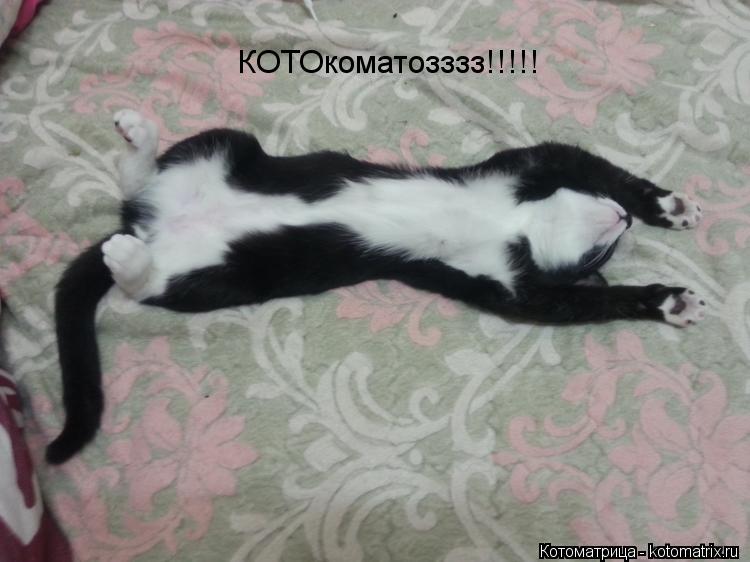 КОТОкоматозззз!!!!!... Котоматрица: КОТОкоматозззз!!!!!
