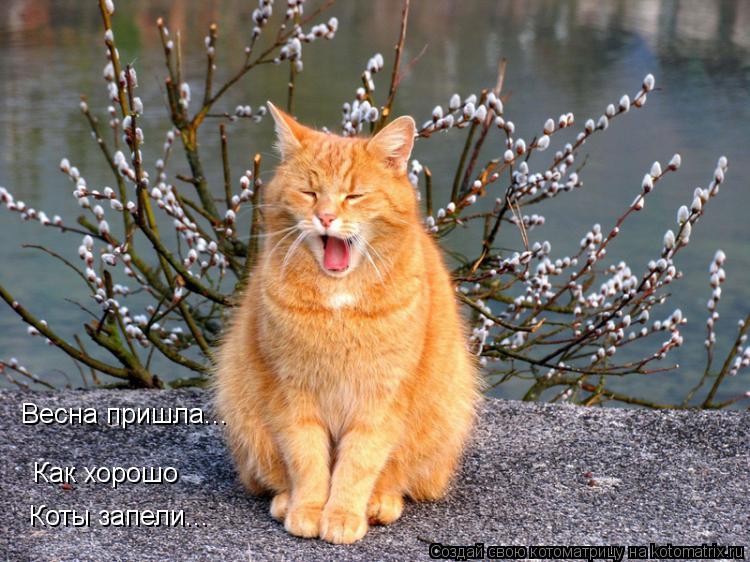Весна пришла... Как хорошо Коты запели...... Котоматрица: Весна пришла... Как хорошо Коты запели...