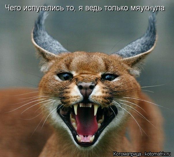 Чего испугались то, я ведь только мяукнула... Котоматрица: Чего испугались то, я ведь только мяукнула