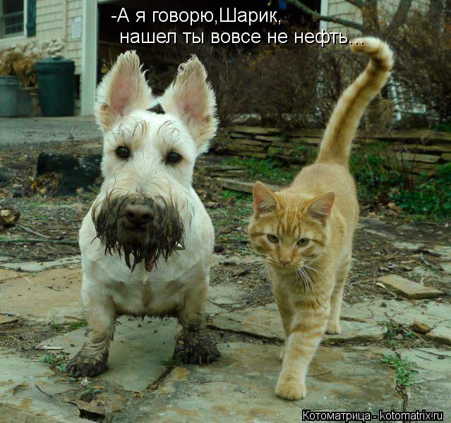 Котоматрица: -А я говорю,Шарик, нашел ты вовсе не нефть...