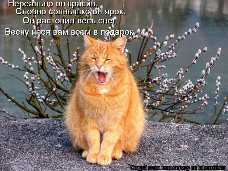 Нереально он красив, Словно солнышко он ярок. Он растопил весь снег, Весну неся вам всем в подарок.... Котоматрица: Нереально он красив, Словно солнышко он ярок. Он растопил весь снег, Весну неся вам всем в подарок.