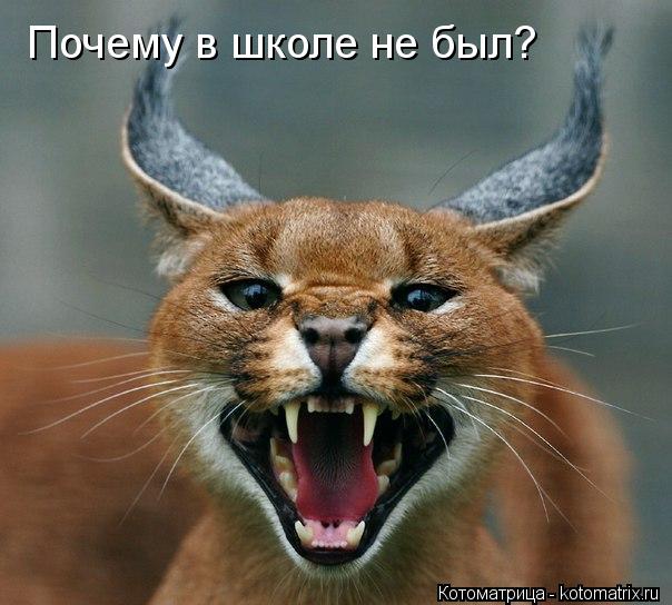 Почему в школе не был?... Котоматрица: Почему в школе не был?
