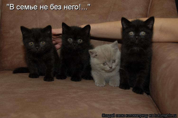 "В семье не без него!..."... Котоматрица: "В семье не без него!..."