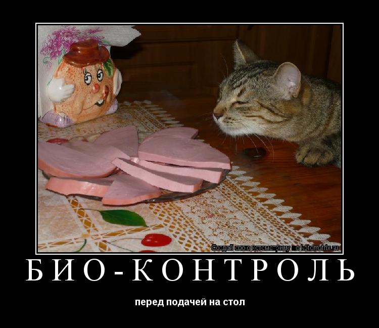 БИО-КОНТРОЛЬ перед подачей на стол... Котоматрица: БИО-КОНТРОЛЬ перед подачей на стол