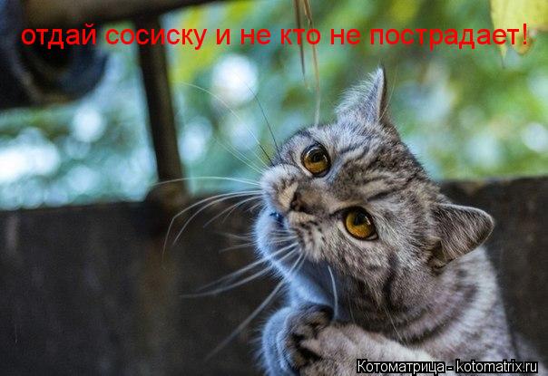 отдай сосиску и не кто не пострадает!... Котоматрица: отдай сосиску и не кто не пострадает!