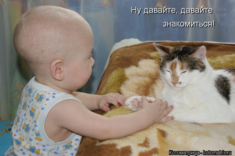 Котоматрица: Ну давайте, давайте знакомиться!