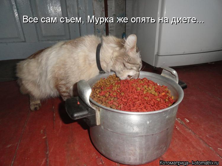 Котоматрица: Все сам съем, Мурка же опять на диете...