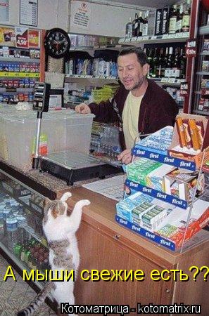 Котоматрица: А мыши свежие есть??