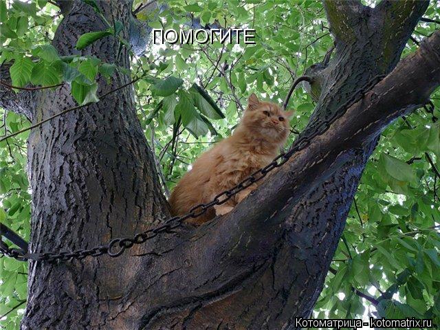 ПОМОГИТЕ... Котоматрица: ПОМОГИТЕ