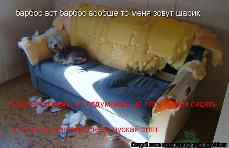 барбос вот барбос вообще то меня зовут шарик а насчет дивана ну подумаешь на полу будем сидеть а гост... Котоматрица: барбос вот барбос вообще то меня зовут шарик а насчет дивана ну подумаешь на полу будем сидеть а гости на матраце где то пускай спят