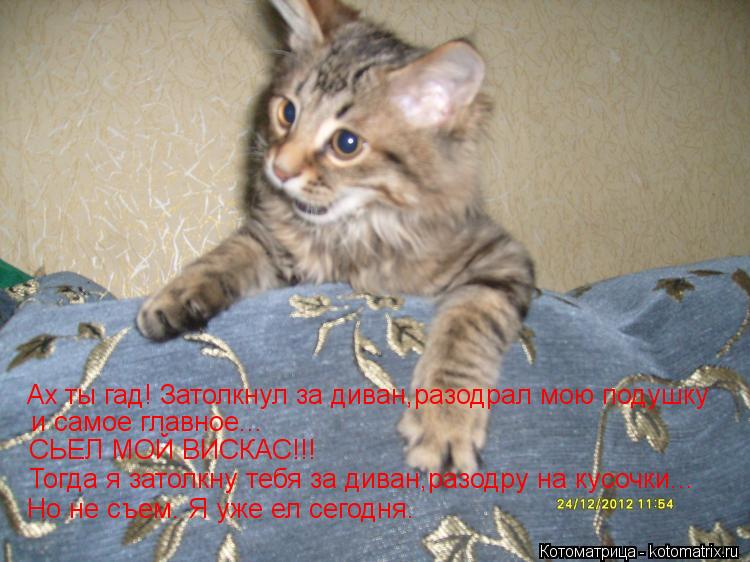 и самое главное... СЬЕЛ МОЙ ВИСКАС!!! Тогда я затолкну тебя за диван,разодру на кусочки... Но не съем... Котоматрица: и самое главное... СЬЕЛ МОЙ ВИСКАС!!! Тогда я затолкну тебя за диван,разодру на кусочки... Но не съем. Я уже ел сегодня. Ах ты гад! Затолкнул за ди