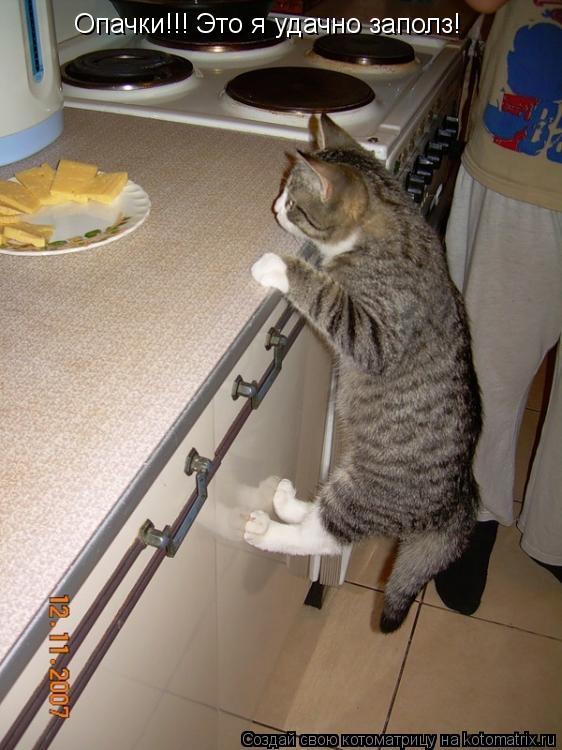 Котоматрица: Опачки!!! Это я удачно заполз!