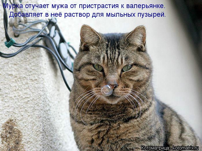 Котоматрица: Добавляет в неё раствор для мыльных пузырей. Мурка отучает мужа от пристрастия к валерьянке.