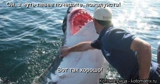 Ой, а чуть левее почешите, пожалуйста! Вот так хорошо!... Котоматрица: Ой, а чуть левее почешите, пожалуйста! Вот так хорошо!