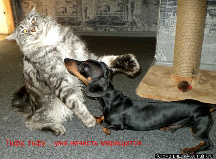 Тьфу, тьфу....уже нечисть мерещится....... Котоматрица: Тьфу, тьфу....уже нечисть мерещится....