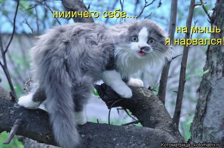 нииичего себе.... на мышь я нарвался!... Котоматрица: нииичего себе.... на мышь я нарвался!