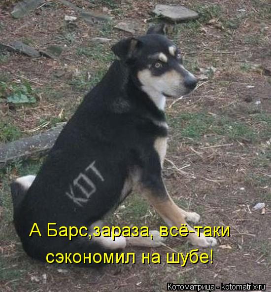 А Барс,зараза, всё-таки сэкономил на шубе!... Котоматрица: А Барс,зараза, всё-таки сэкономил на шубе!